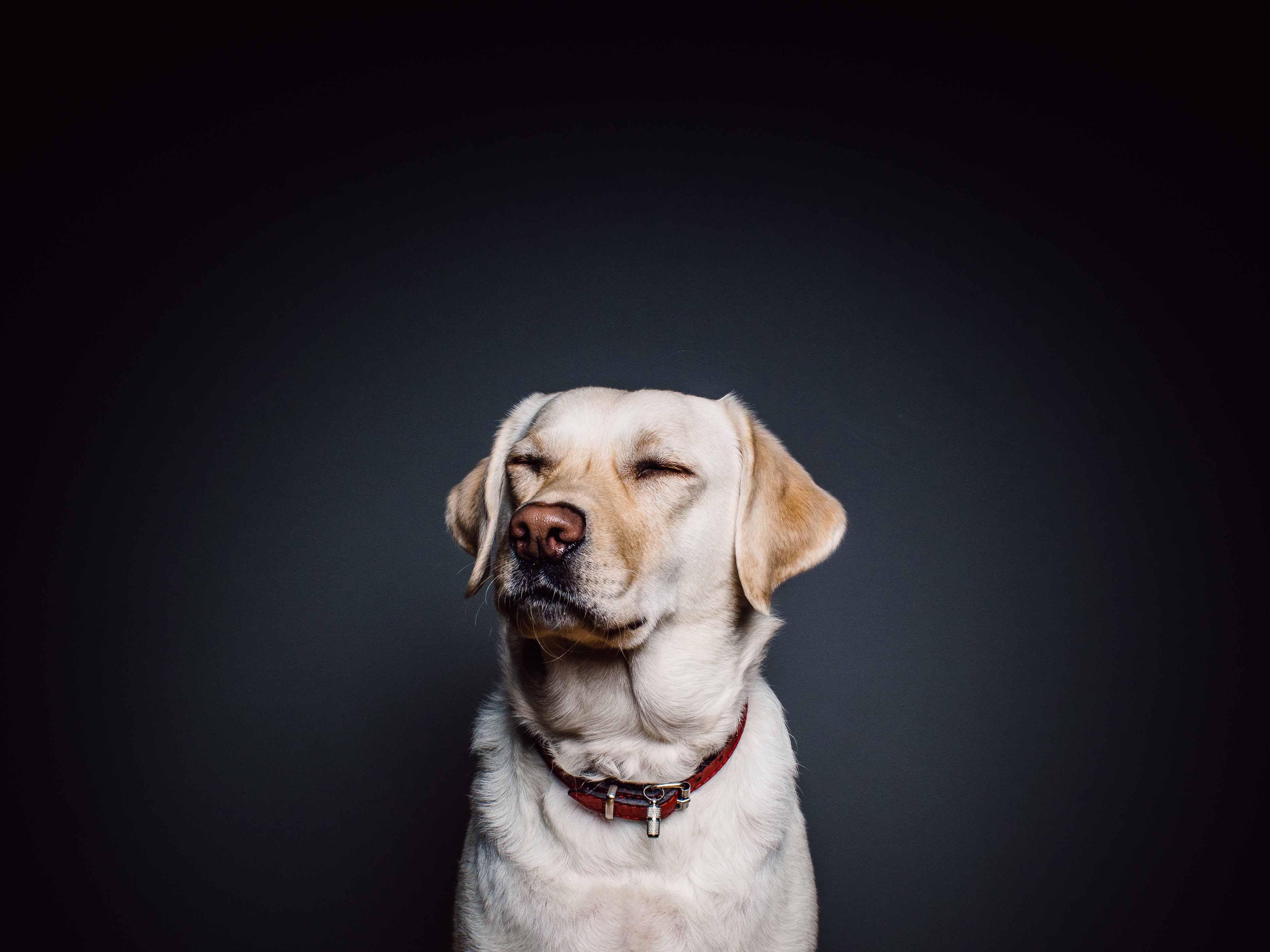 Deze man bestudeert mensen die zich seksueel aangetrokken voelen tot dieren