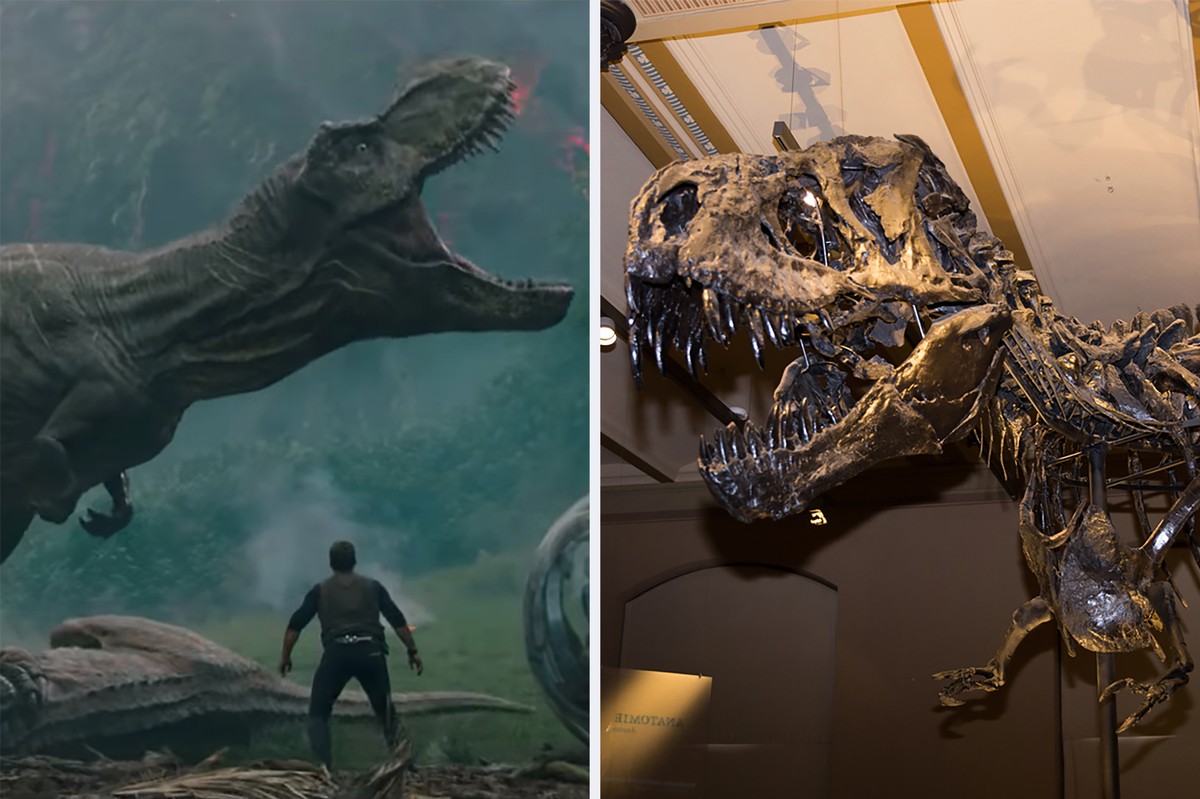 Were real dinosaurs as bulletproof as the one in Jurassic World: Fallen  Kingdom? - The Verge