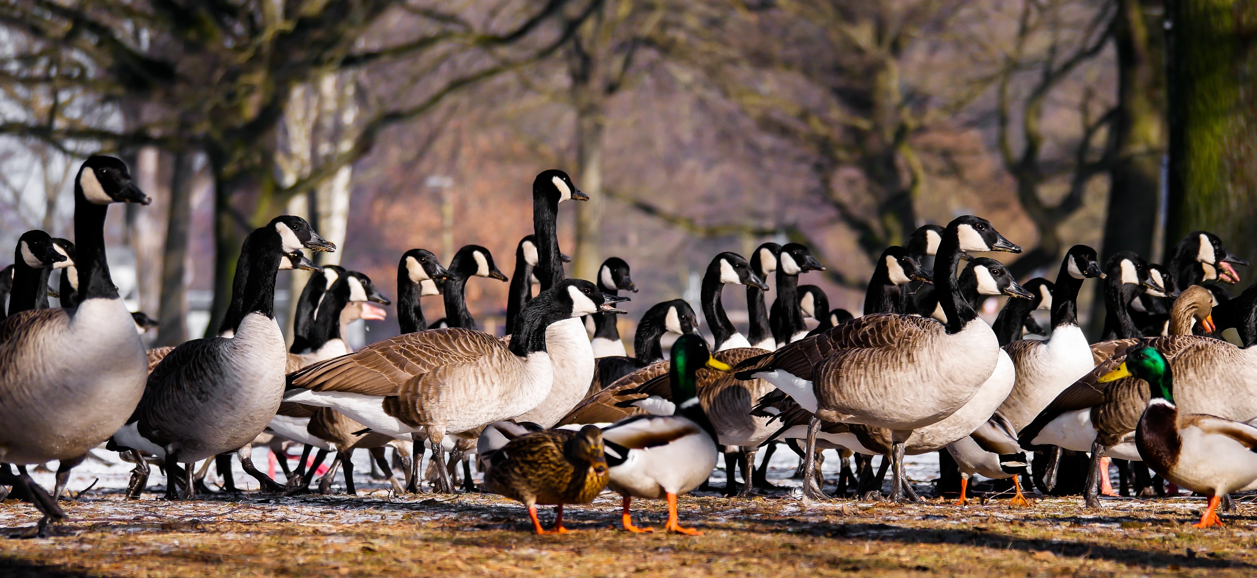 Canada geese cheap killed toronto