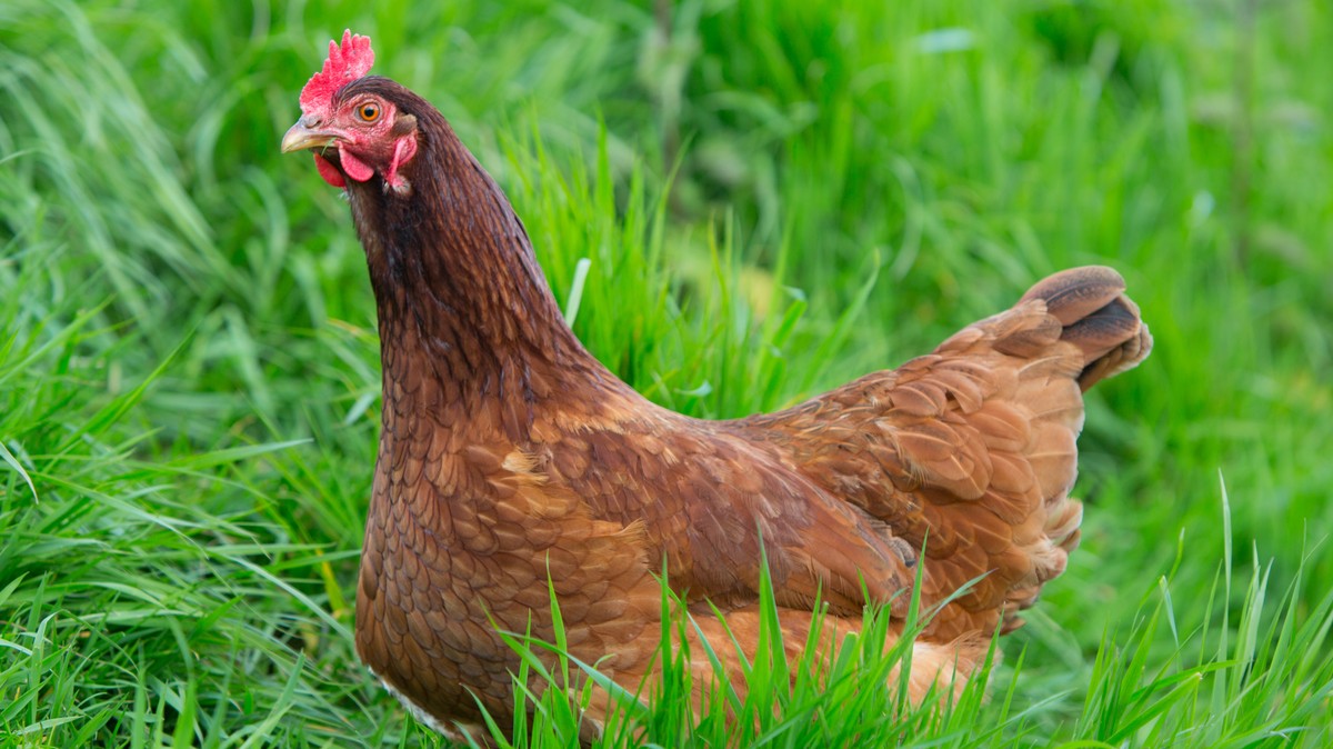 Chicken Escapes Farm on Back of Lorry in Real Life ‘Chicken Run’