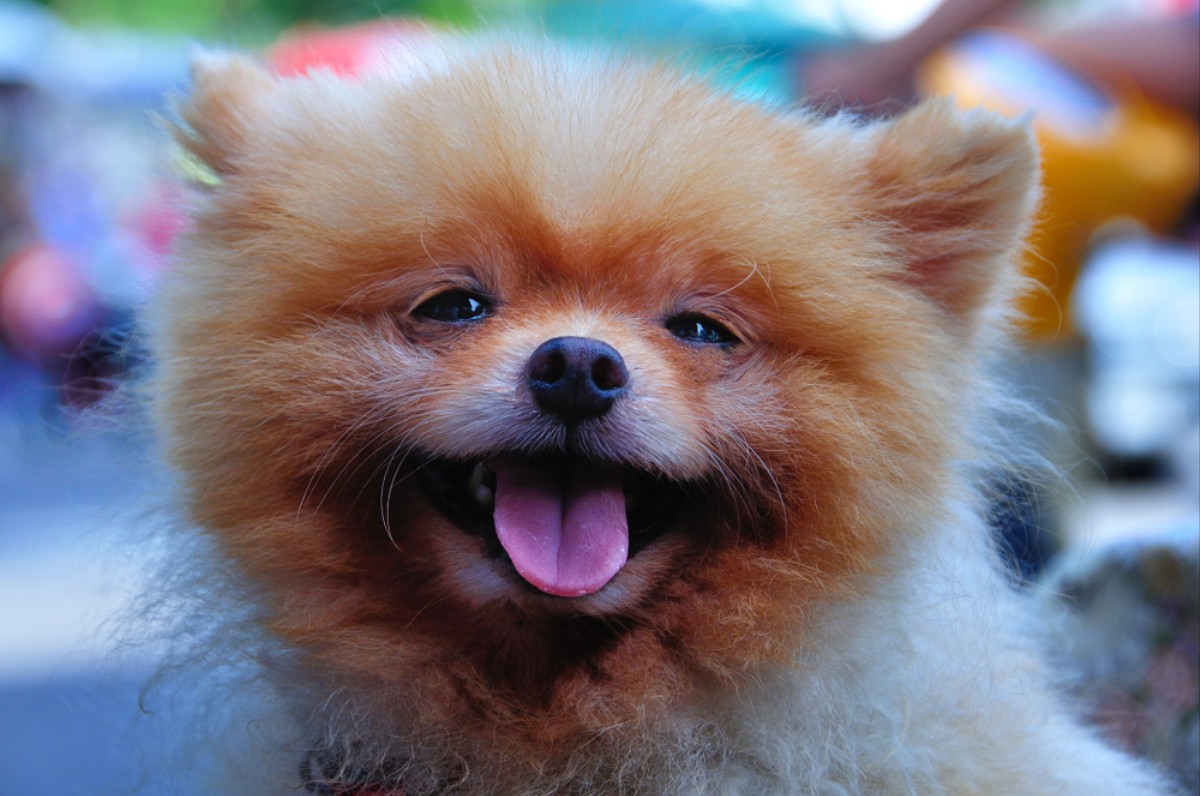 How to Tell if Your Dog is Happy VICE