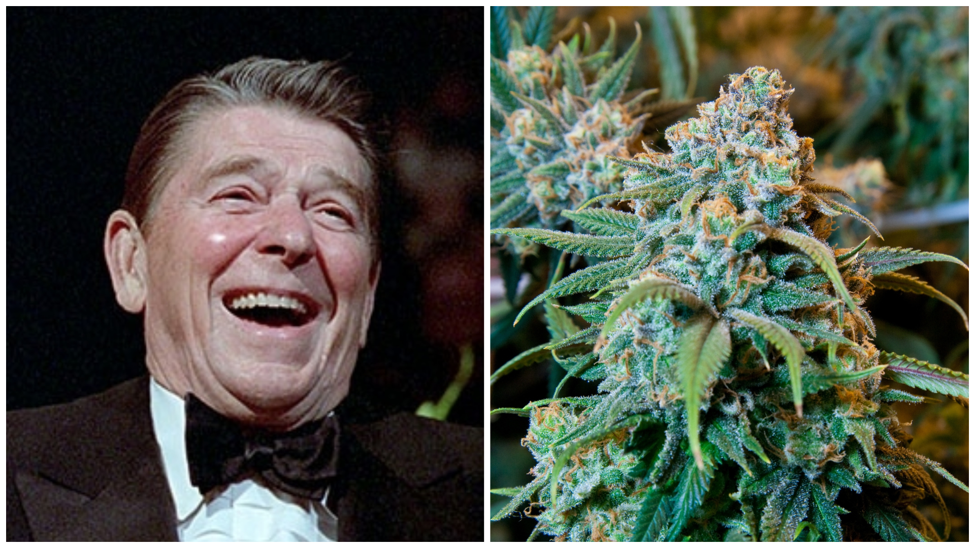 1530303741784-reagan-weed-bolen.jpeg