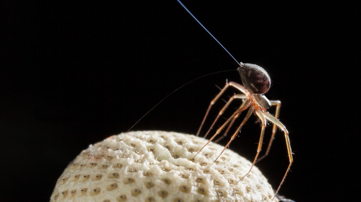 Spiders Can Fly Thousands of Miles With Electric Power