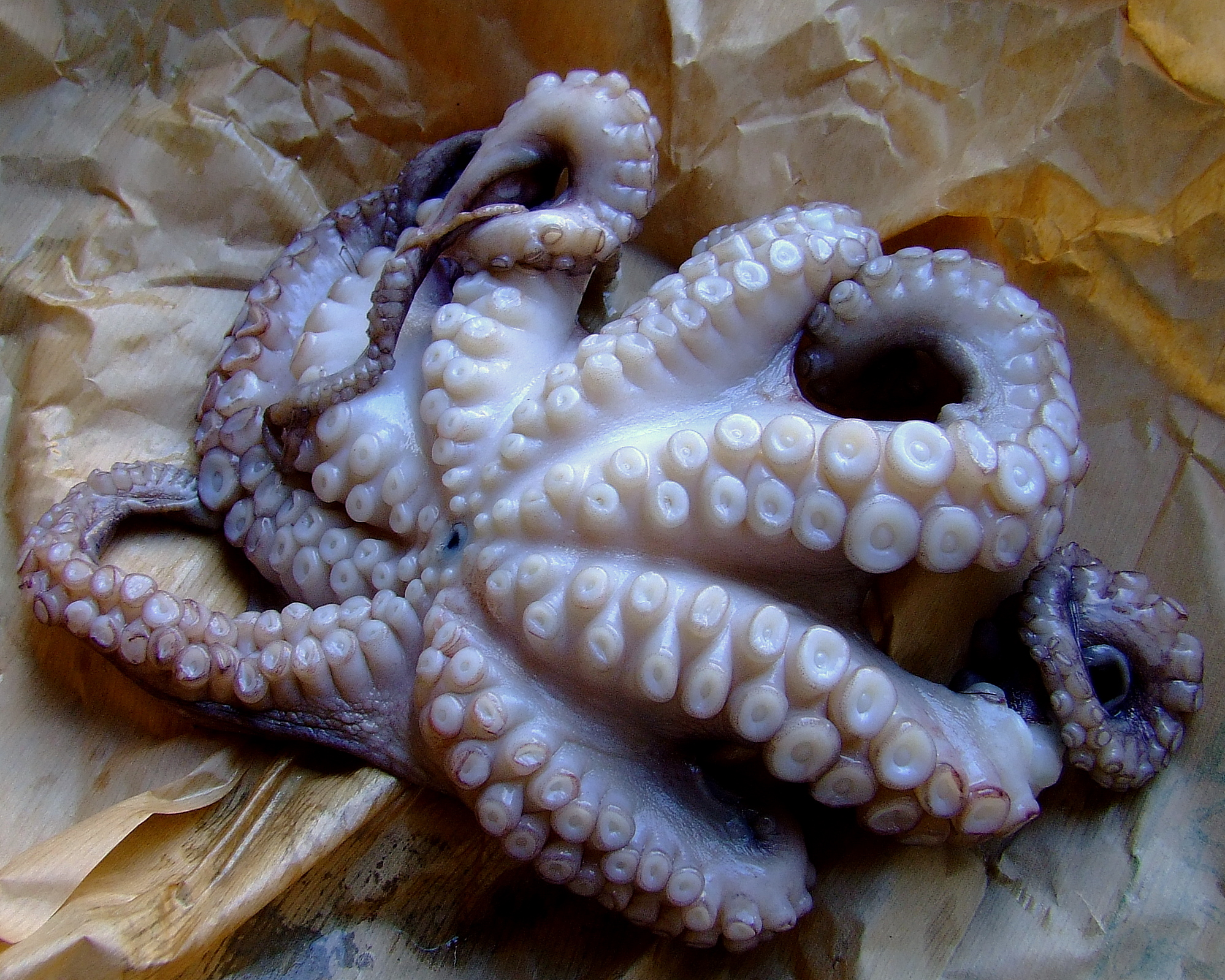 Paul the 'psychic' octopus wins again in World Cup final