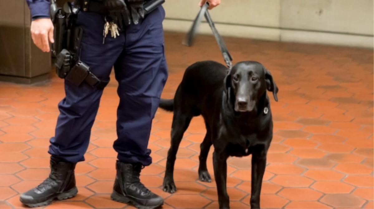 sniffer-dogs-the-very-best-way-to-follow-your-nose