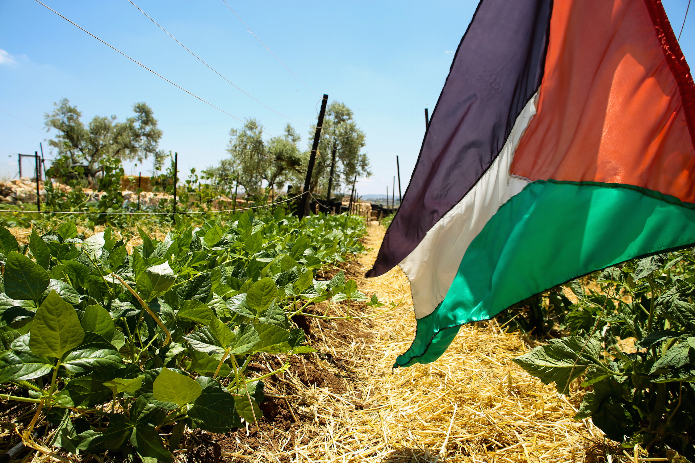 Politiche di embargo cibo a Gaza: le testimonianze di chi ci vive