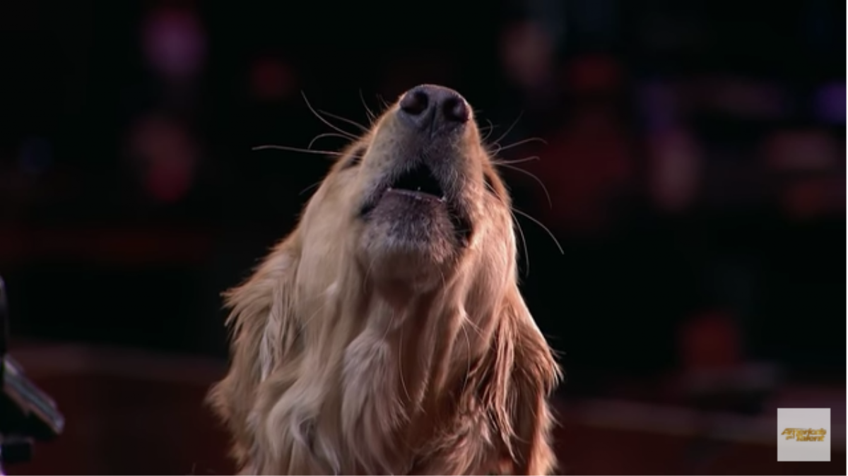 A Singing Dog Proves Simon Cowell Does Have a Heart