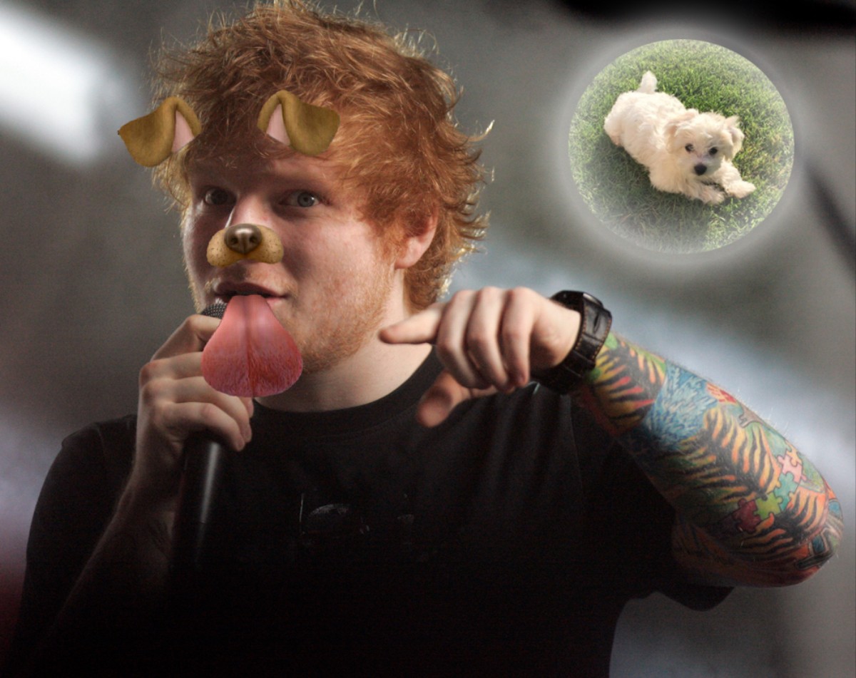 does-ed-sheeran-cuddle-with-dogs-before-every-show-an-investigation-vice