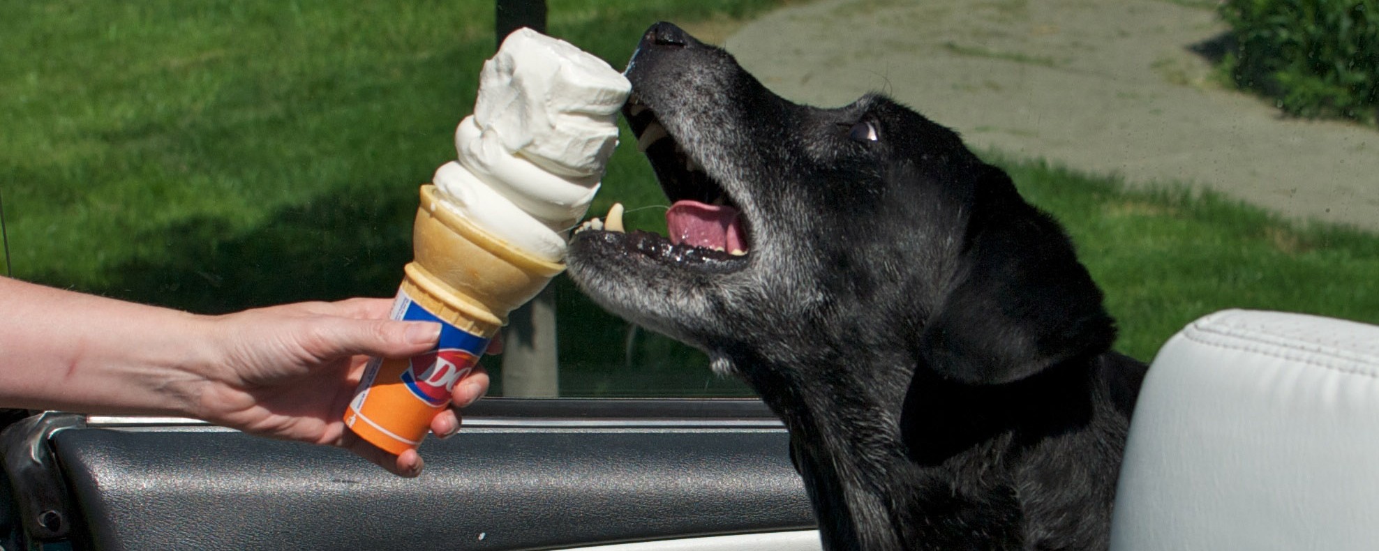 Hold nu op med dele din is med din hund