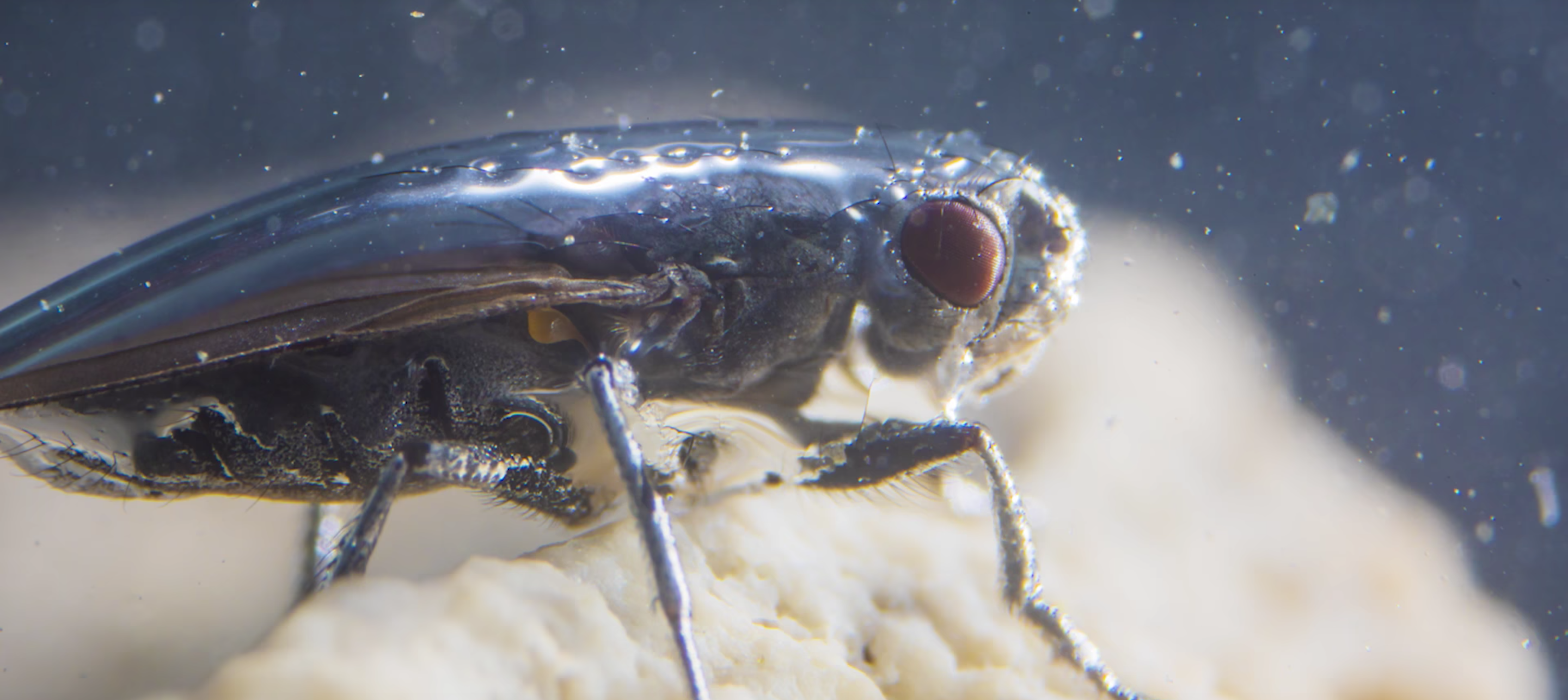 After Hundreds Of Years We Ve Finally Figured Out How These Flies Can Swim Underwater