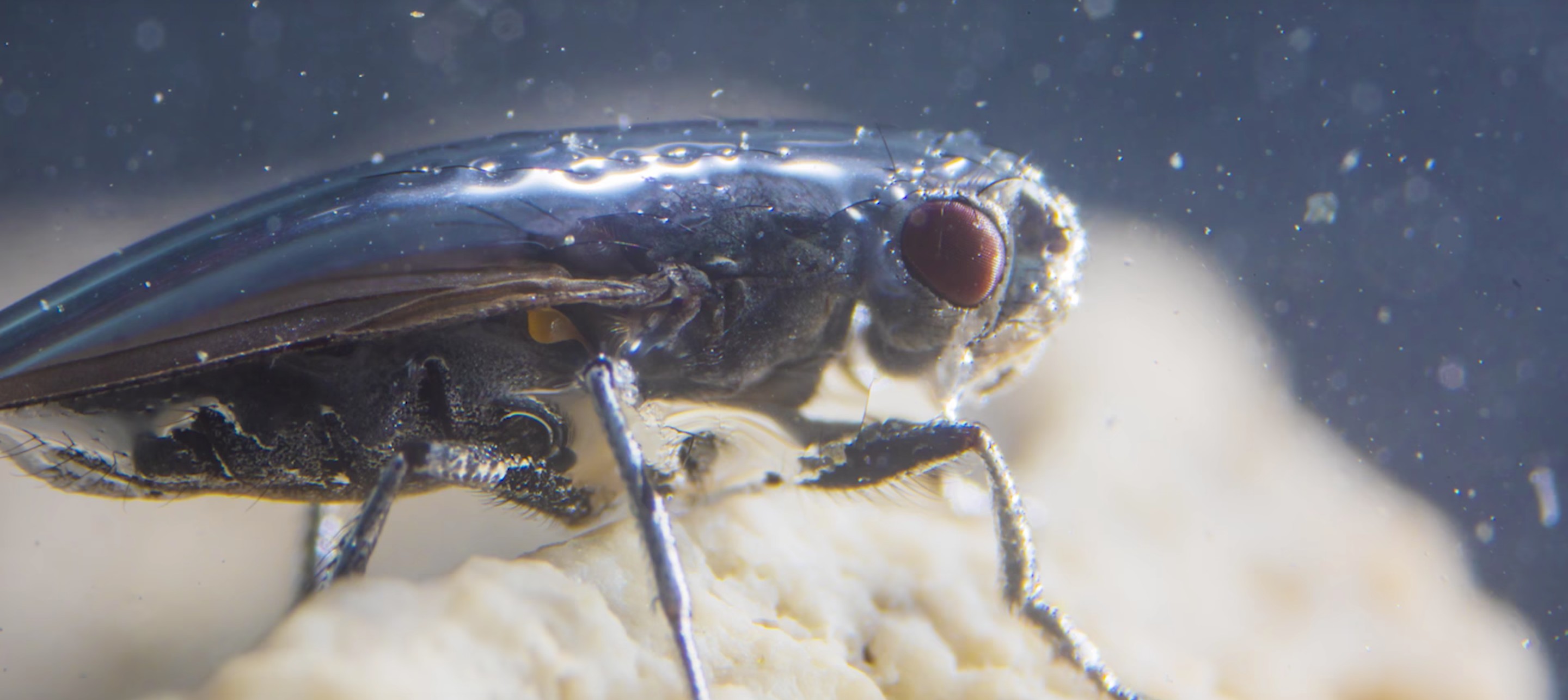 After Hundreds Of Years We Ve Finally Figured Out How These Flies Can Swim Underwater