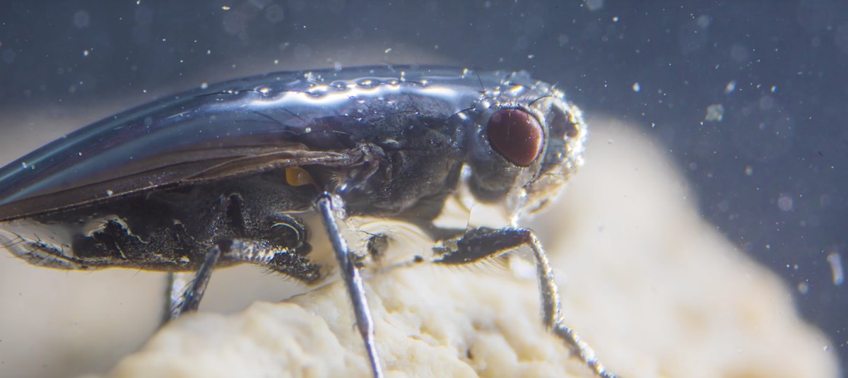 After Hundreds of Years, We’ve Finally Figured Out How These Flies Can