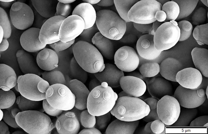 Chinese Scientists Used CRISPR to Make a New Species With 'One Giant Chromosome'