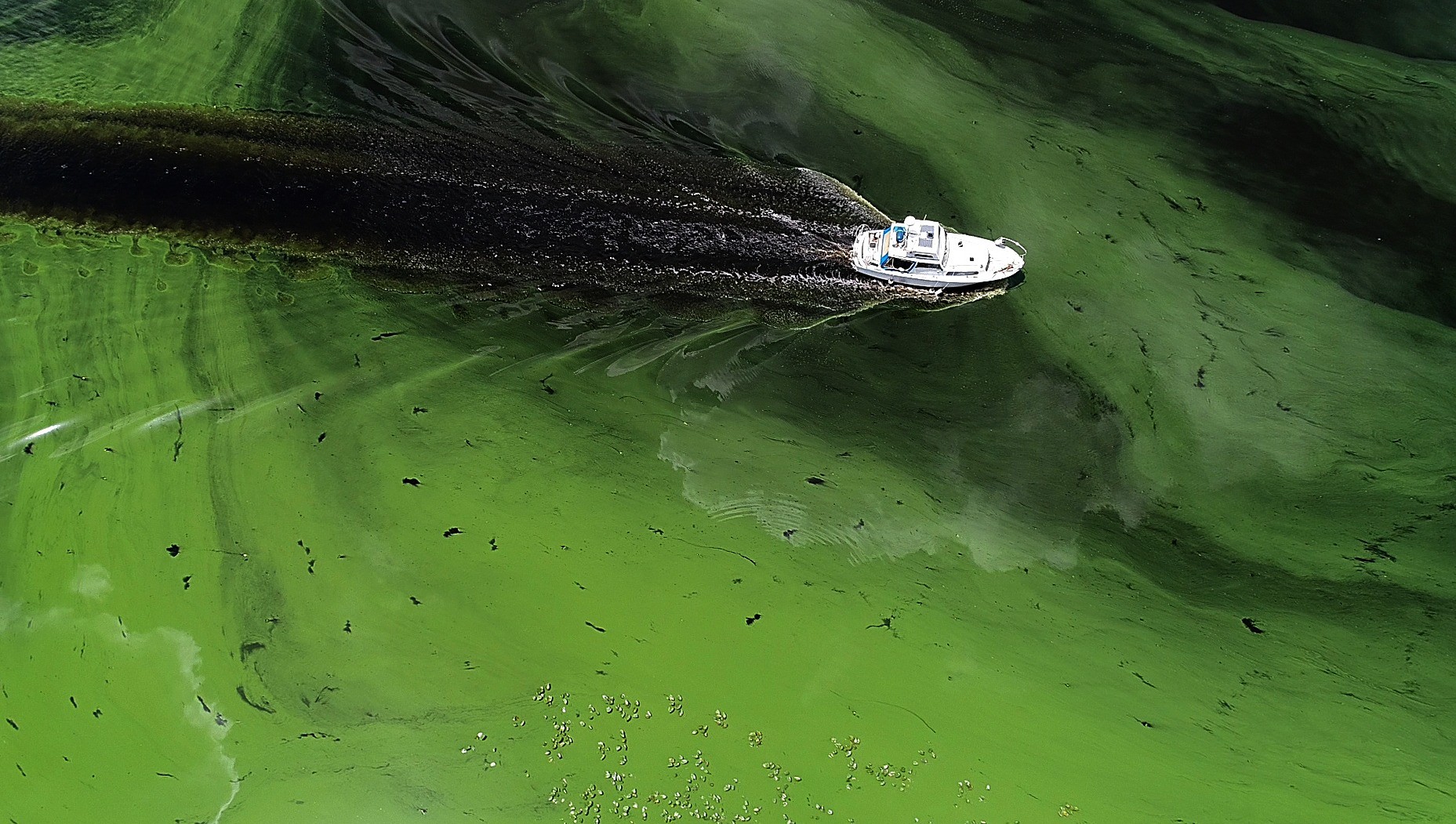 Toxic algae is killing thousands of fish in Florida and making people sick VICE News