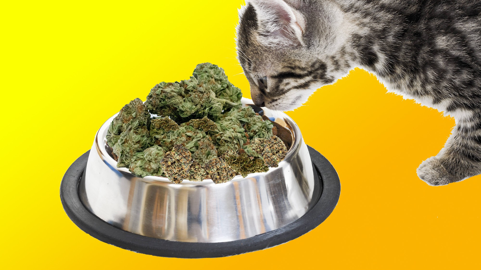 Was Passiert Wenn Deine Katze Weed Frisst Vice