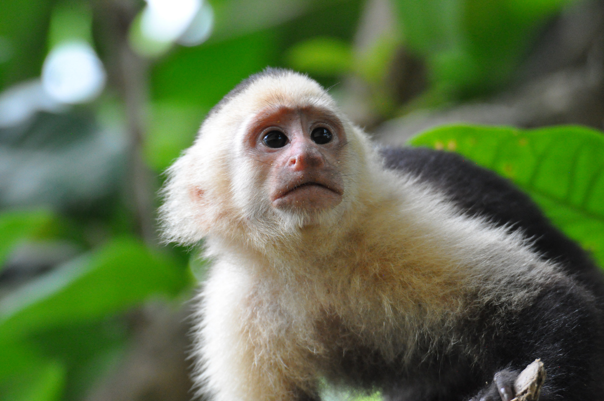 Чимп. Обезьяночеловек. Шимпанзе домашний. Pet chimp. Мармозетка обезьянка.