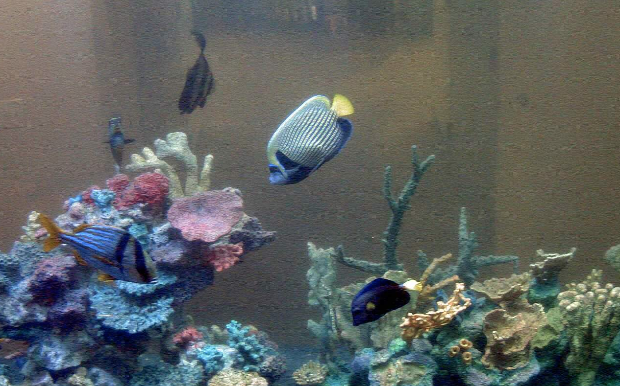 How a Decades-Long Livestream of a Fish Tank Helped Shape the Internet ...