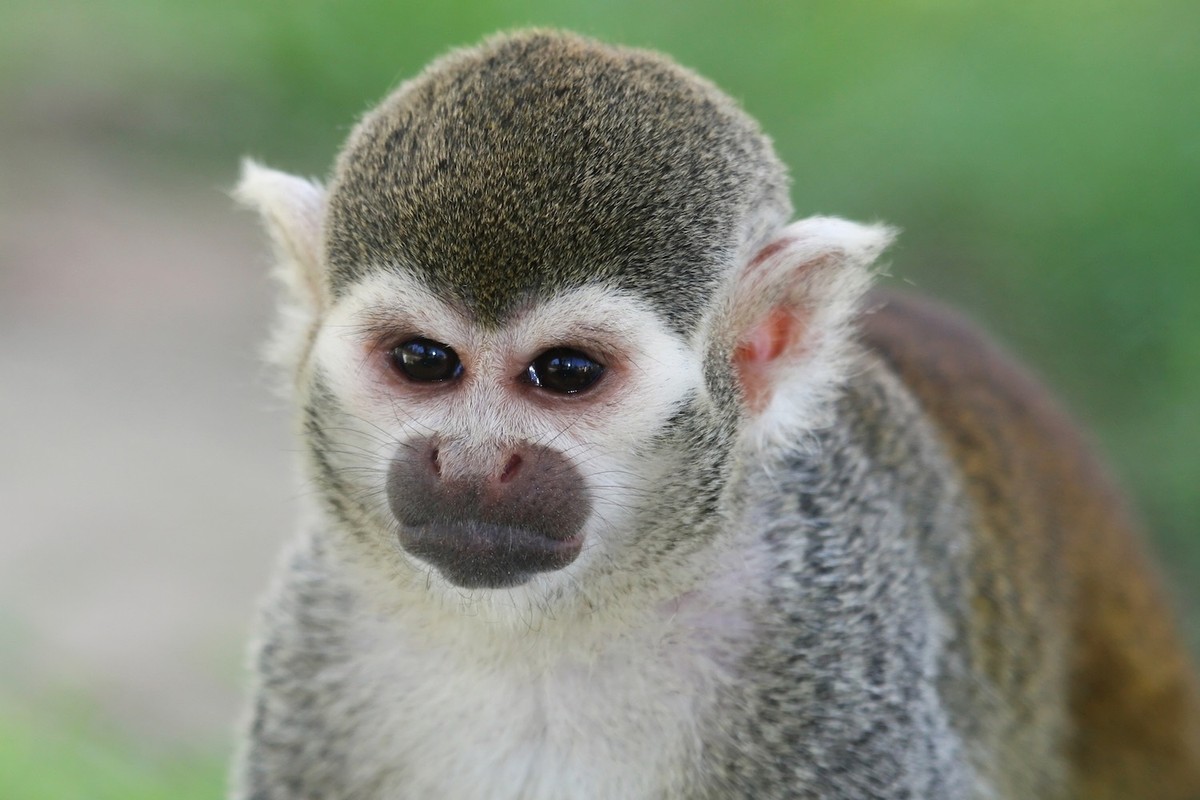 Zoo break-in 'odd' no illegal monkey market in NZ - WWF