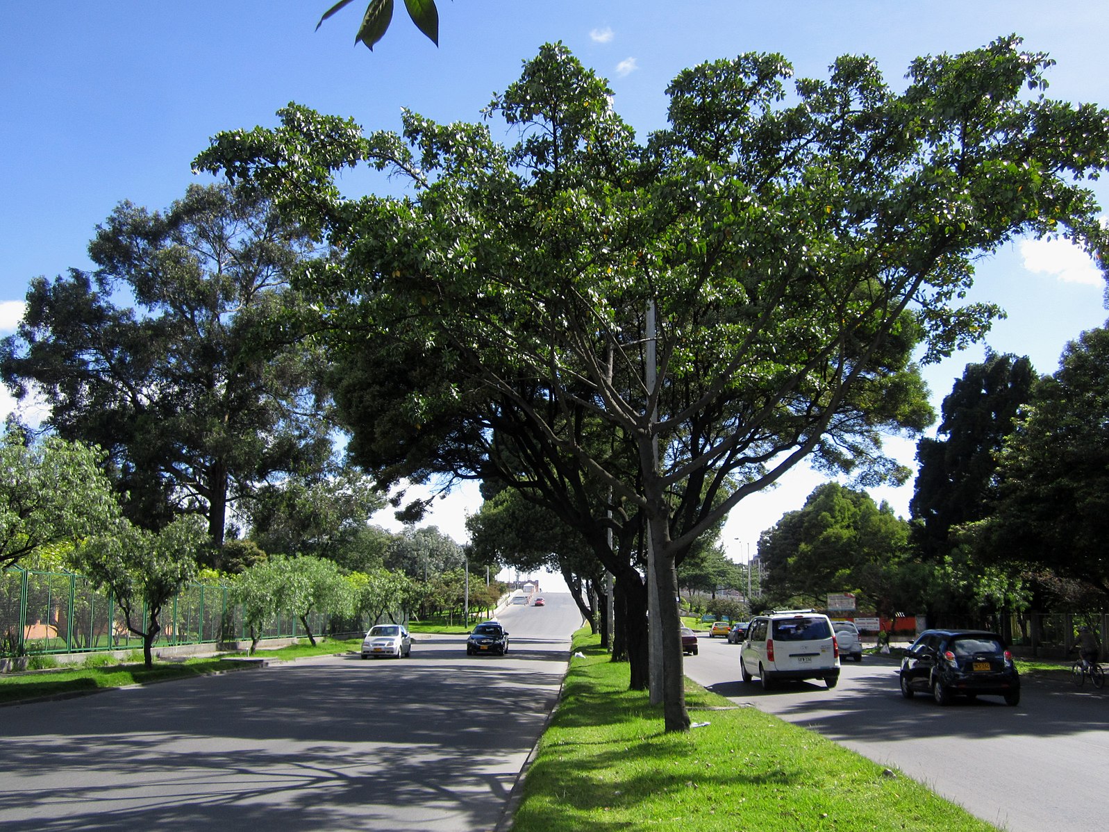 Árboles de Bogotá