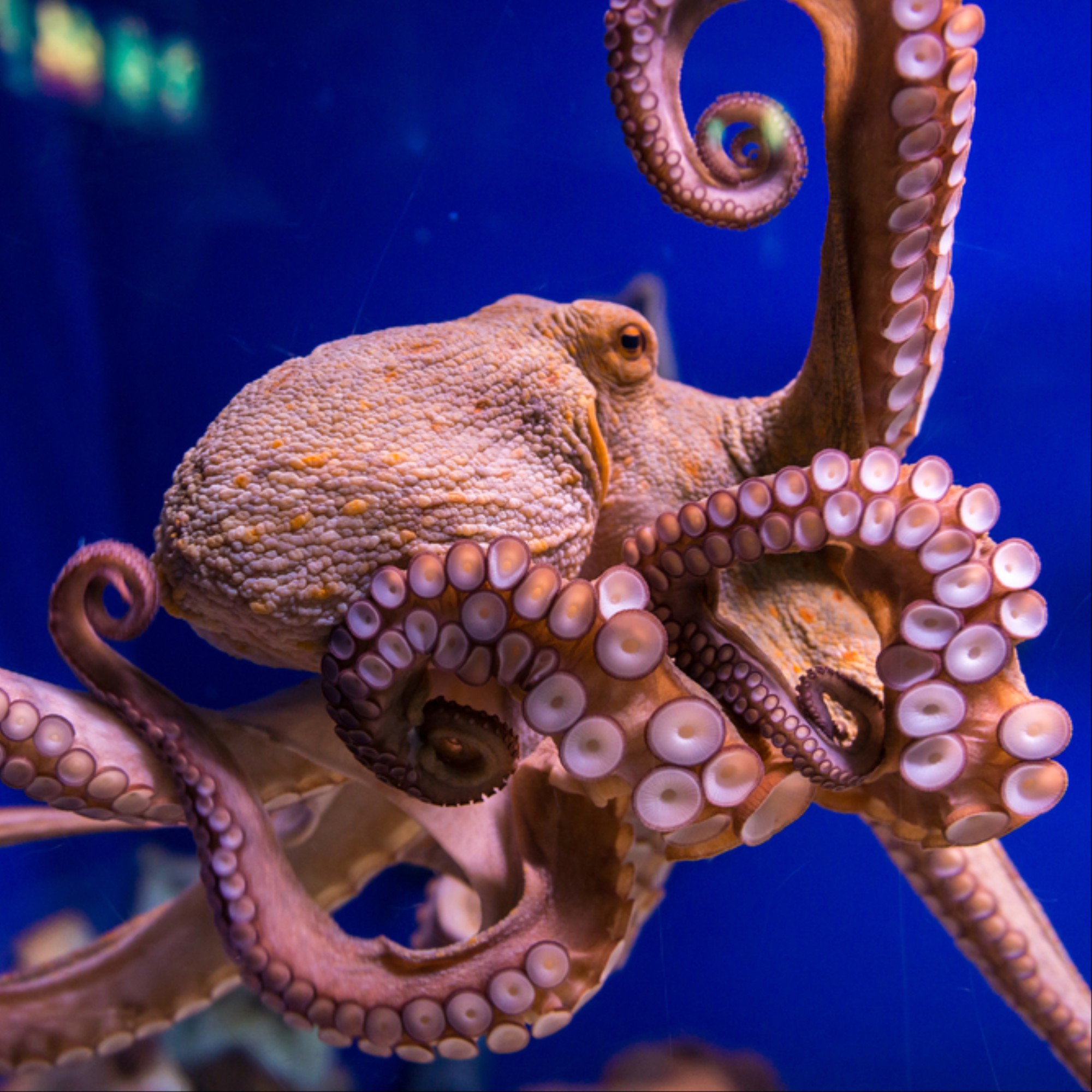 researchers gave octopuses mdma in the name of science motherboard