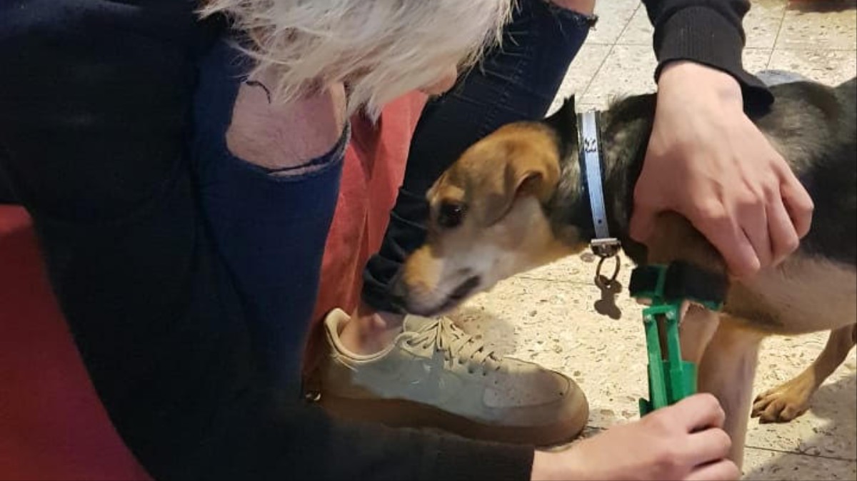 Compañero Cortés imperdonable Aún hay esperanza para la humanidad: hablamos con un joven que fabrica prótesis para perros con una impresora 3D Compañero Cortés imperdonable Aún hay esperanza para la humanidad: hablamos con un joven que fabrica prótesis para perros con una impresora 3D