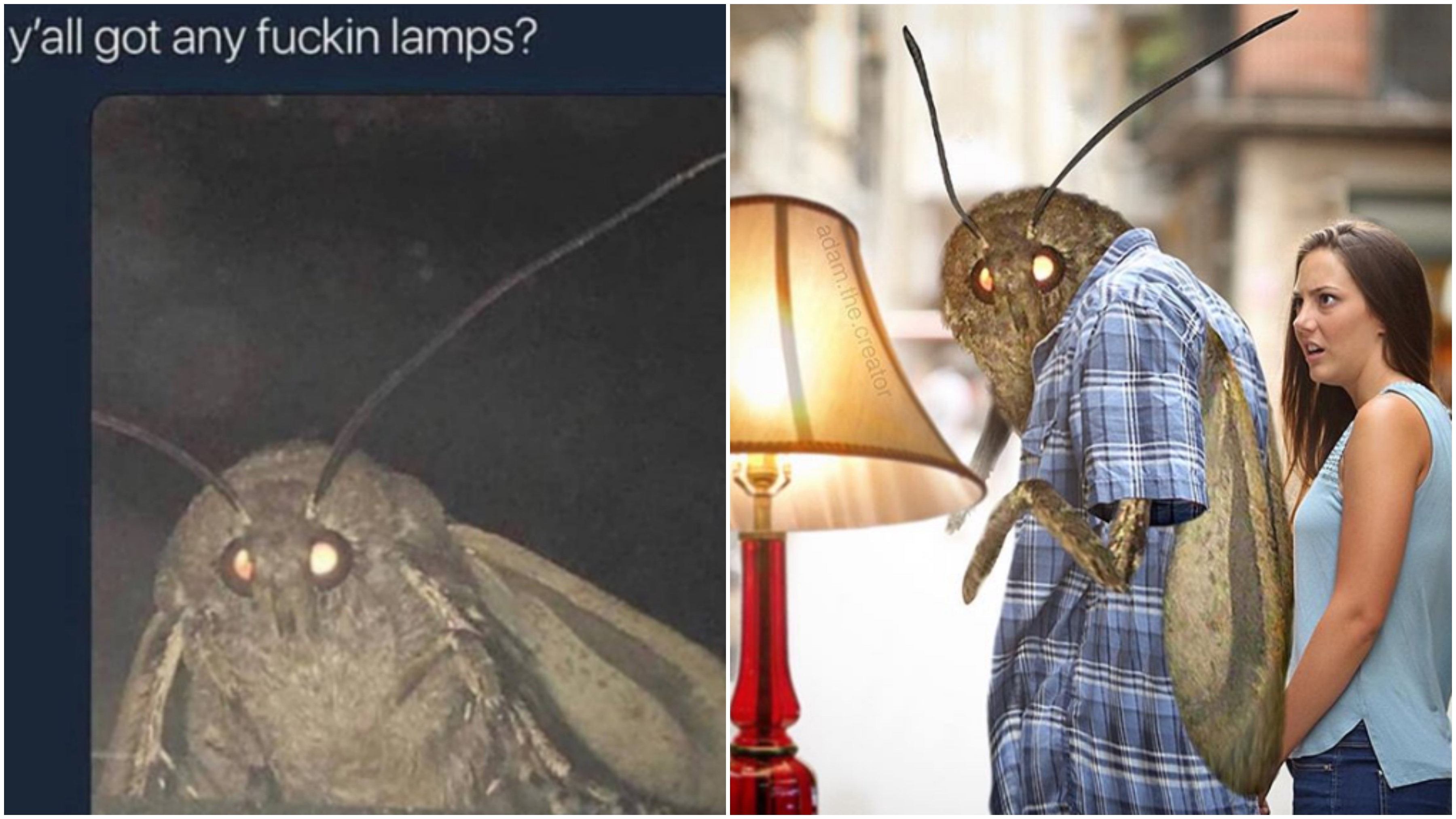 Moth Memes Are Here To Numb The Pain Of Existence VICE