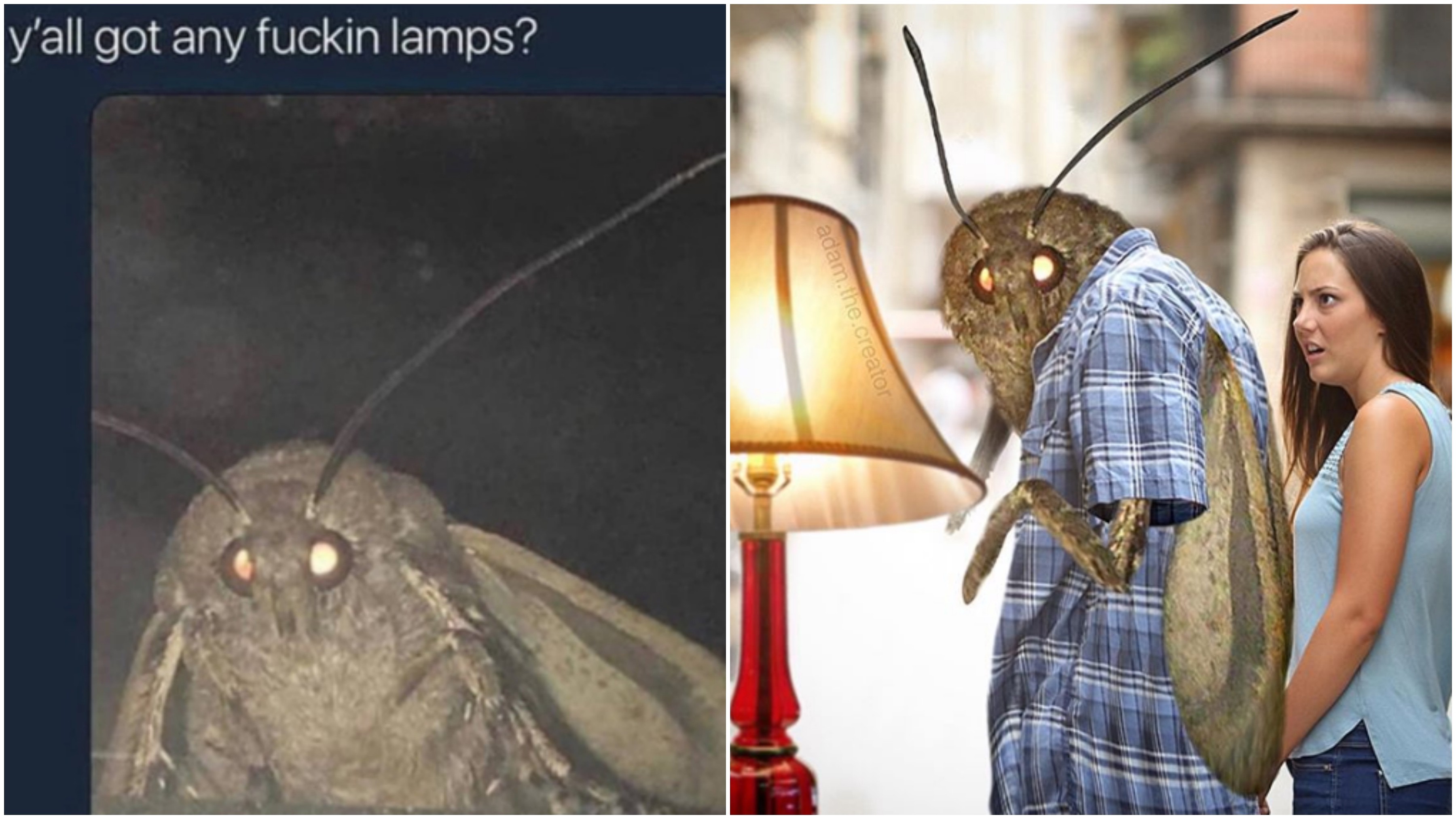 moth meme