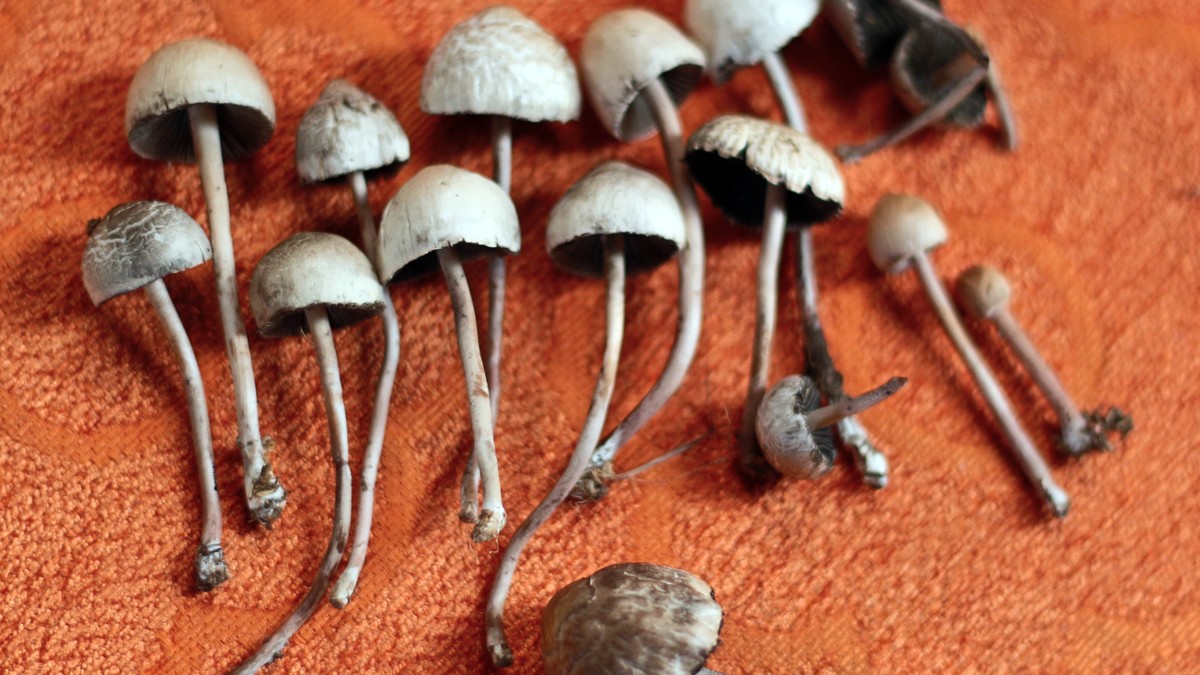 Researchers Want Doctors to Be Able to Prescribe Magic Mushrooms for Depression