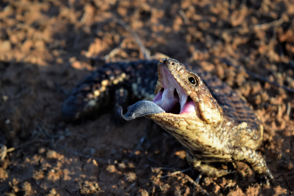 Smugglers are Selling Australia’s Native Reptiles on the Black Market