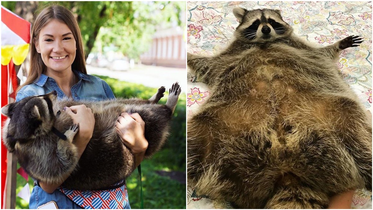 This Adorable Fat Russian Raccoon Has The Best Account On
