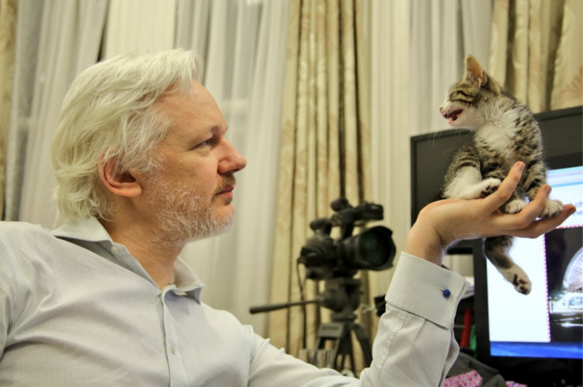 Julian Assange Isn't Allowed Online unless He Starts Looking after His Cat - VICE