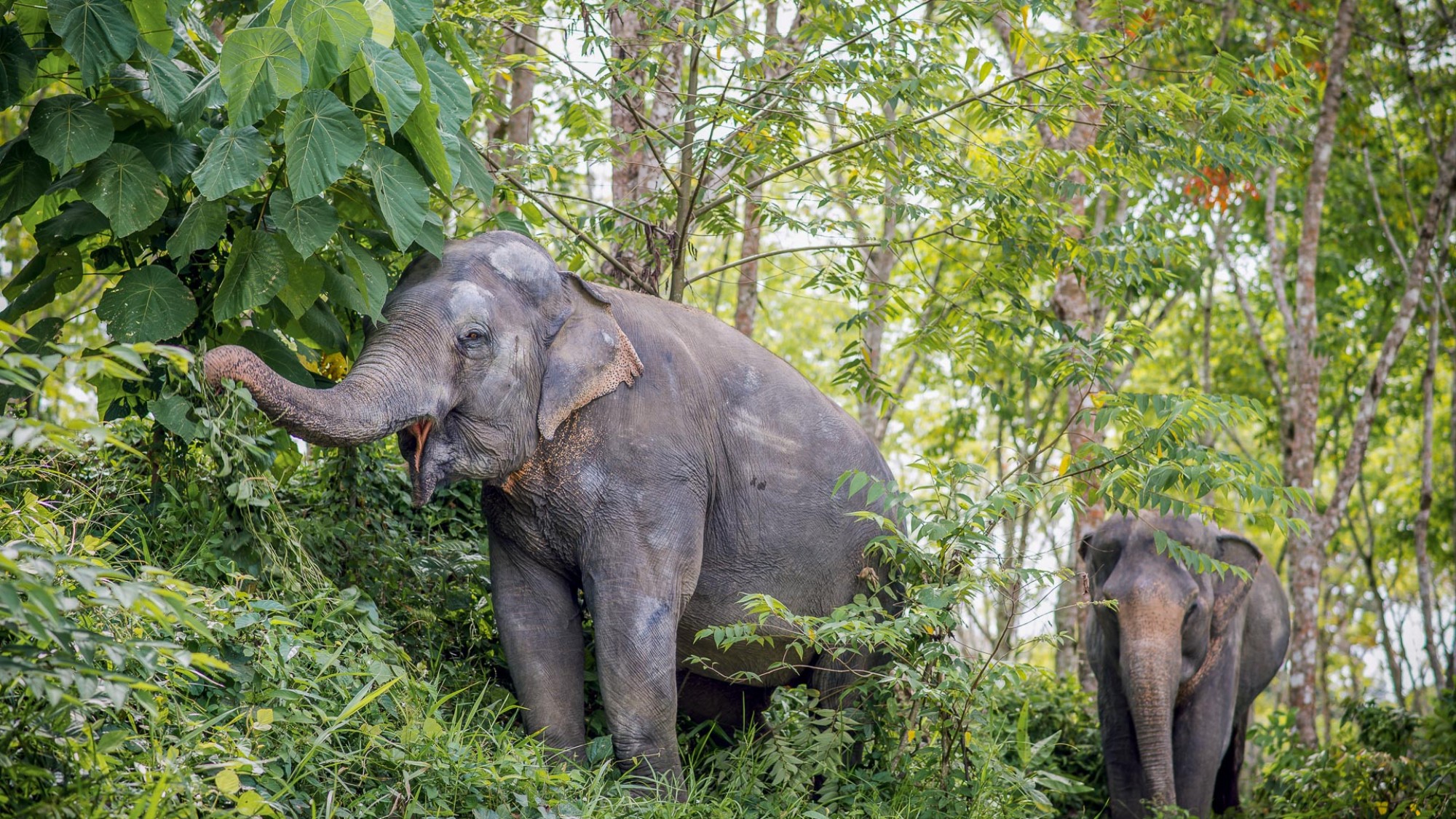 The Elephant In The Room How The Animal Tourism Industry Fuels Cruelty Amuse