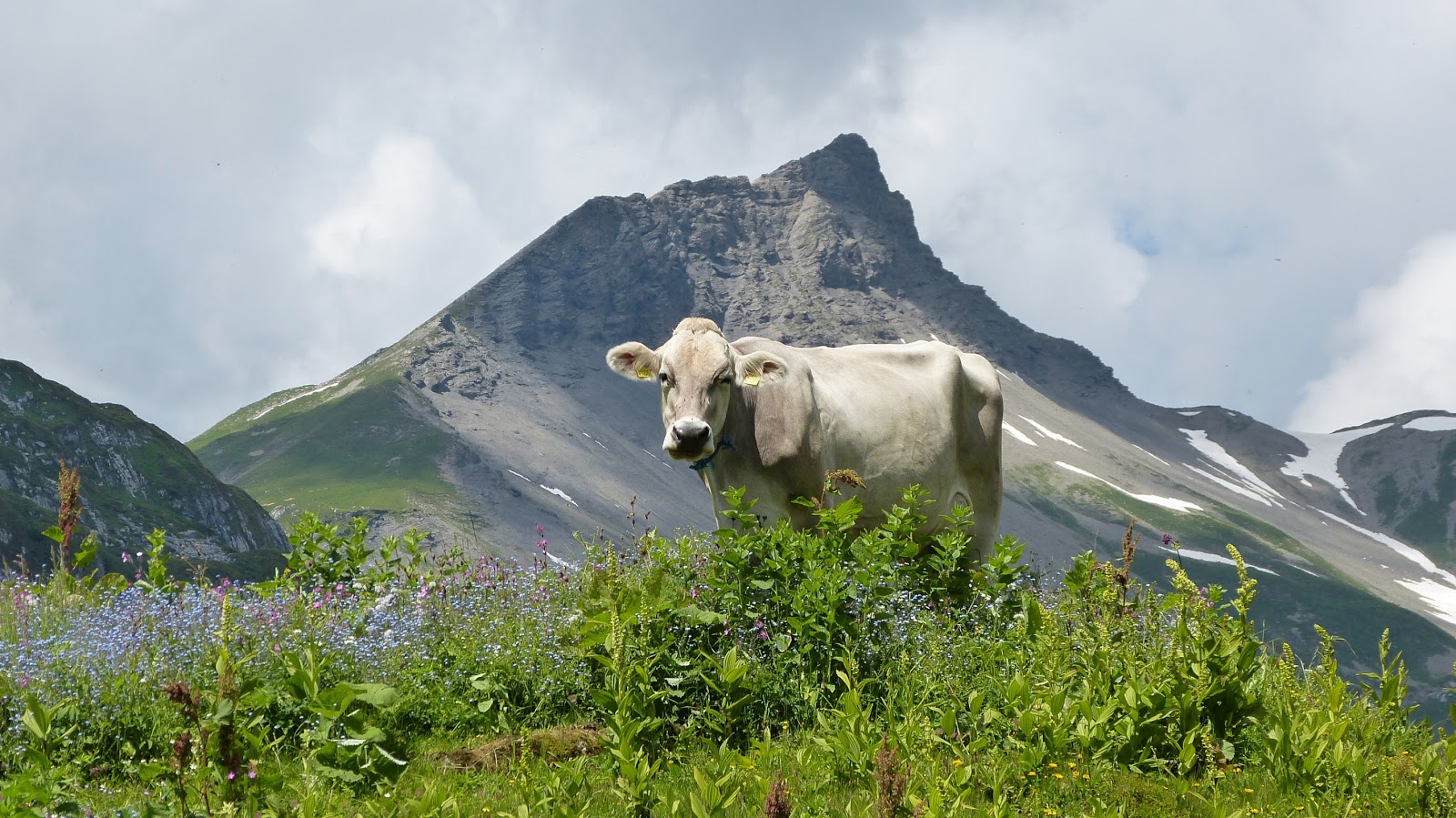 Fromaggio™: World's first smart, automatic home cheesemaker by Fromaggio —  Kickstarter