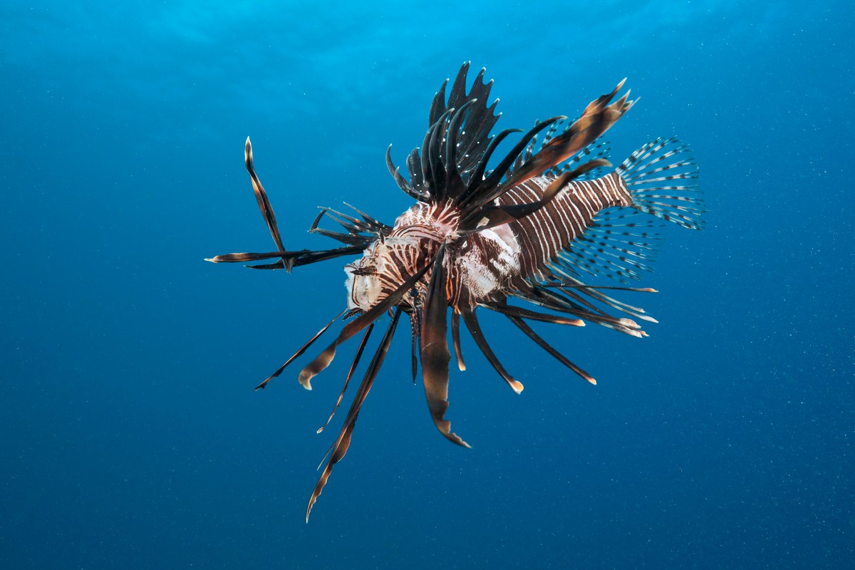 the-invasive-venomous-lionfish-is-killing-atlantic-reefs-so-please