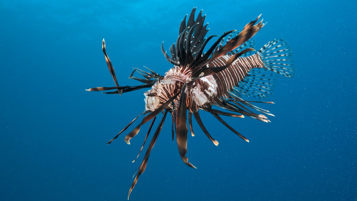 What Eats Lionfish In The Atlantic