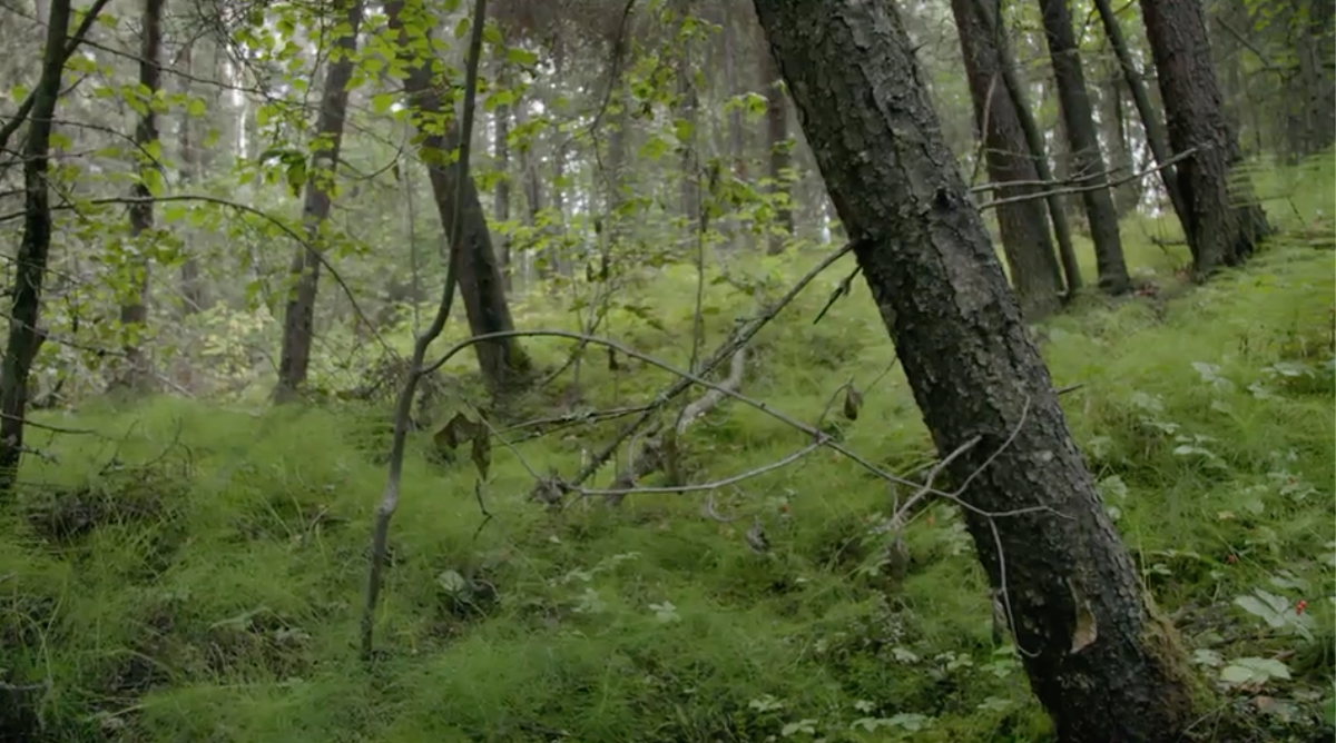 Drunken Forests In Alaska Are Just Another Sign Of