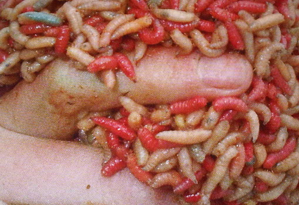 maggot therapy for wounds