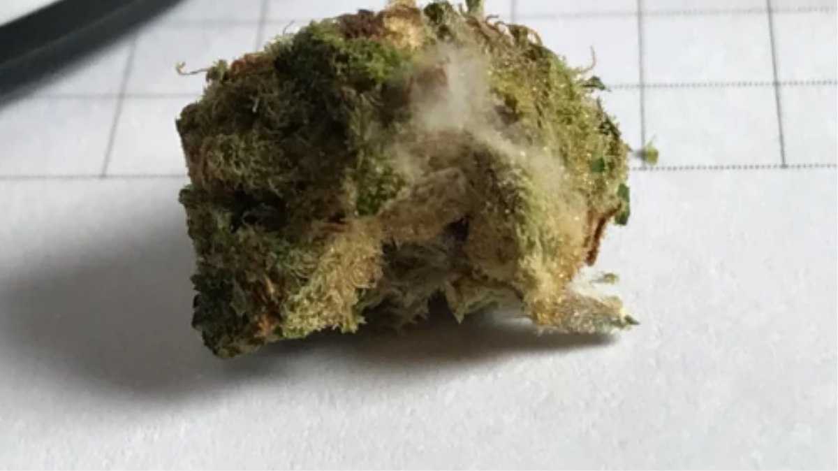 Why Mouldy Weed Is a Problem and How to Fix It