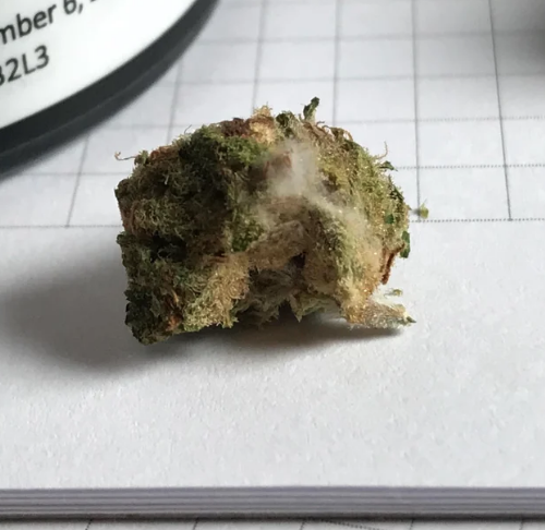 Why Mouldy Weed Is a Problem and How to Fix It