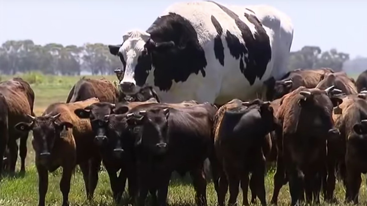 Australias Biggest Cow Is Literally Too Fat To Be Killed