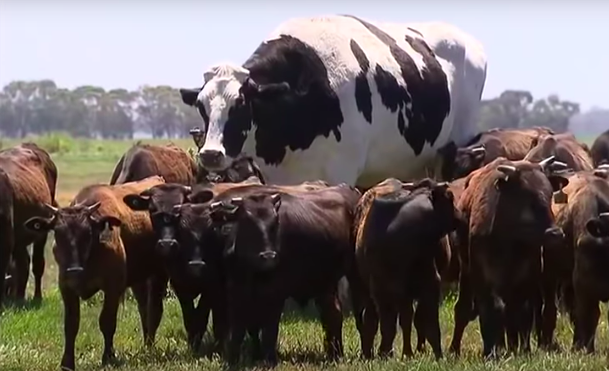 Australias Biggest Cow Is Literally Too Fat To Be Killed