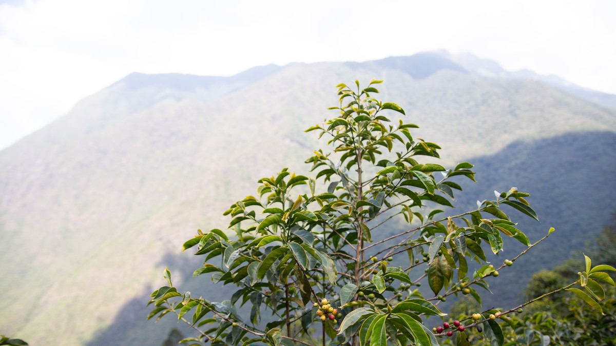 "Unlike a human, a coffee plant cannot walk away from where it is. As a tree, it bears the brunt of the changing conditions over its lifespan.”