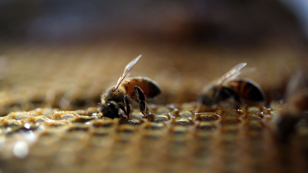 The First-Ever Insect Vaccine Is Designed to Protect Bees from Devastating Diseases