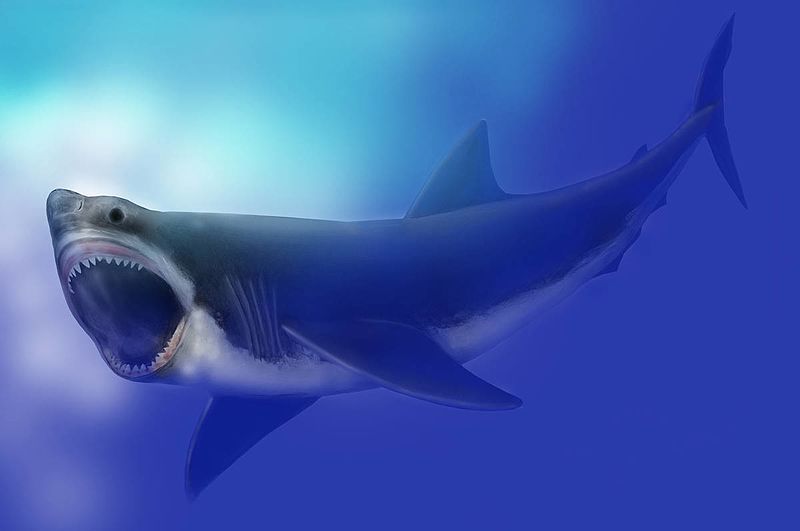 Could we genetically modify a shark to bring back their extinct species  like Megalodon? If so, how would the ecosystem in the ocean change? - Quora