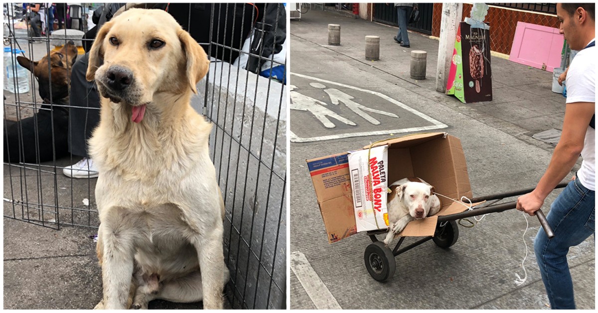 Mexican street clearance dog