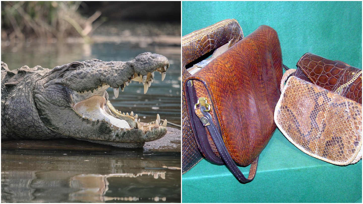 Shocking New Investigation Reveals the Horror Behind Hermès-Owned Crocodile  Farms