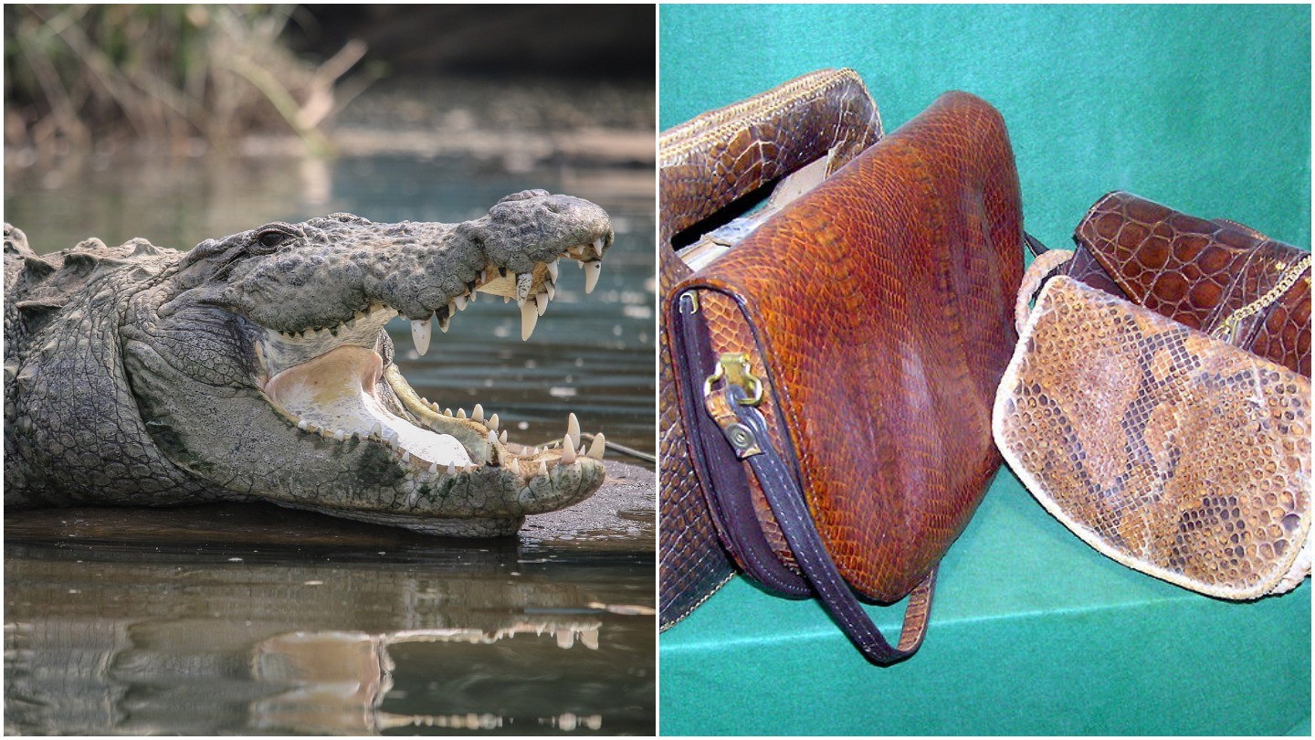 Footage Shows Crocodiles Skinned For Louis Vuitton Leather Bags
