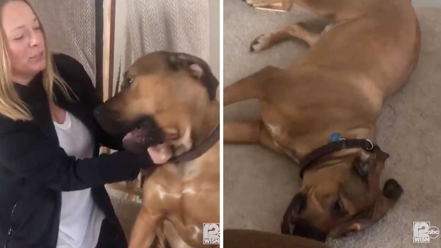 Woman Finds Drunk Guy Sleeping in Her Dogs Bed, Is Surprisingly Chill About It