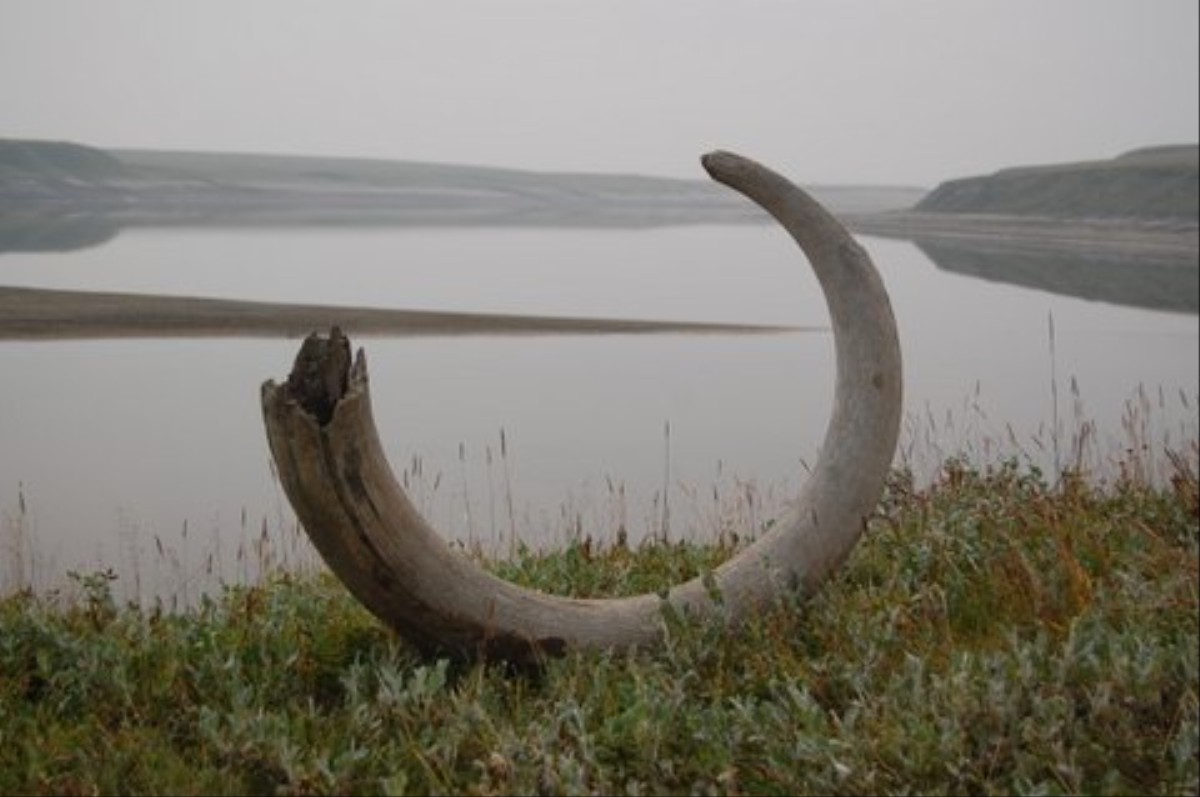 Woolly Mammoth Tusks