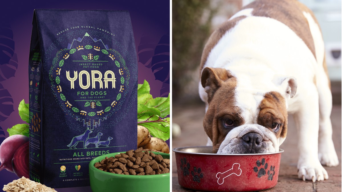 Dog Food Made of Insects Launches for Environmentally